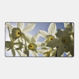 Narcissen die bloeien met een lente blauwe lucht  schreibtischunterlage