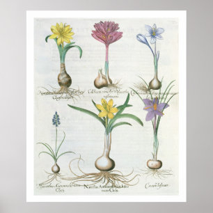 Narcissi, Crocuses und Hyacinth: 1.Narcissus autum Poster