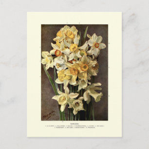 Narcissi Postkarte