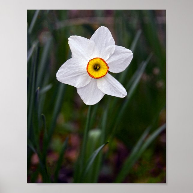 Narcissus Blume Poster (Vorne)