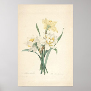 Narcissus Canvas Print Poster