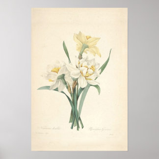 Narcissus Canvas Print Poster