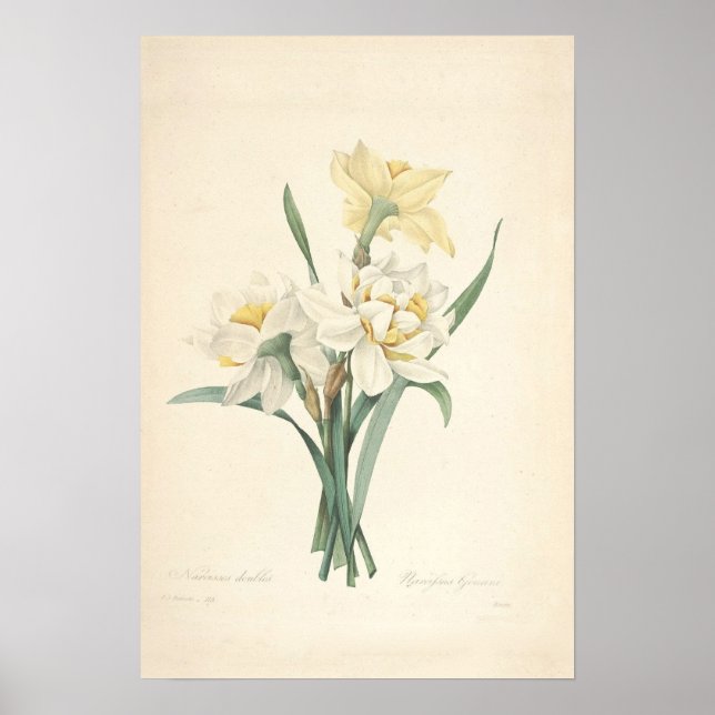 Narcissus Canvas Print Poster (Vorne)
