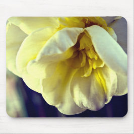 Narcissus Daffodil Mousepad