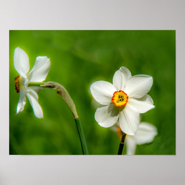 Narcissus Poster (Vorne)