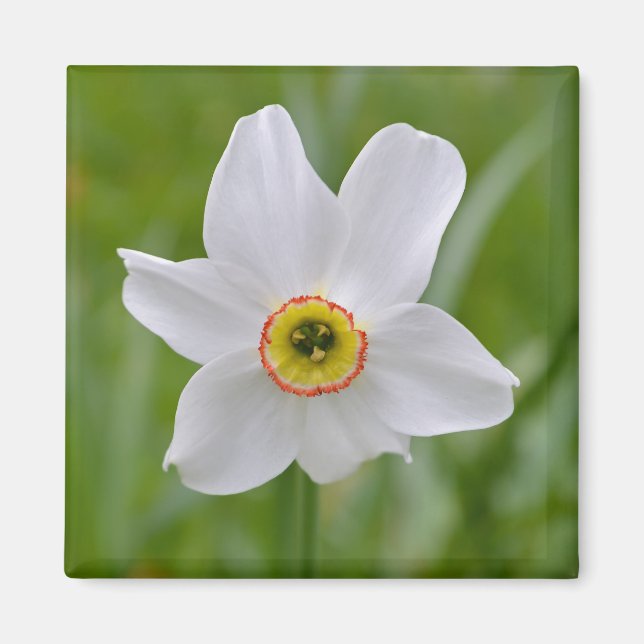 Narcissus Recurvus Blume Magnet (Vorne)