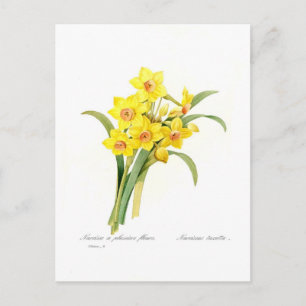 Narcissus tazetta postkarte