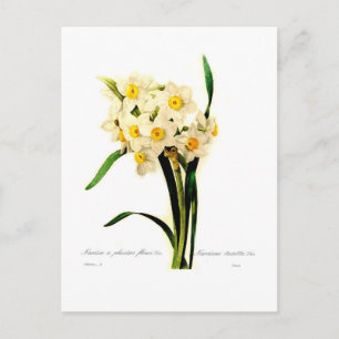 Narcissus tazetta.var postkarte