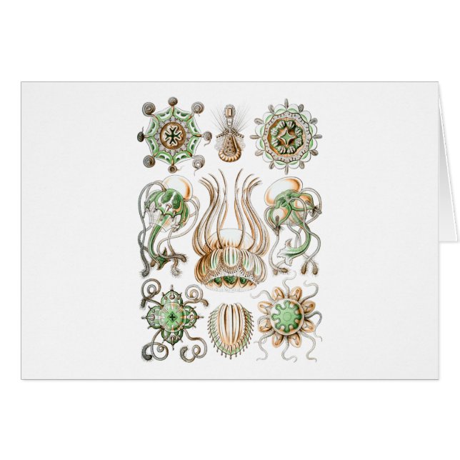 Narcomedusae (Vorderseite (Horizontal))