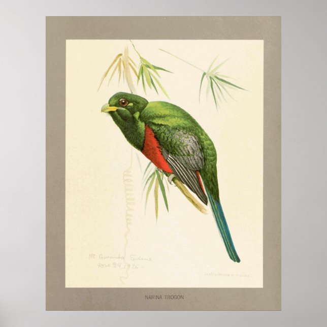 Narina Trogon Poster (Vorne)