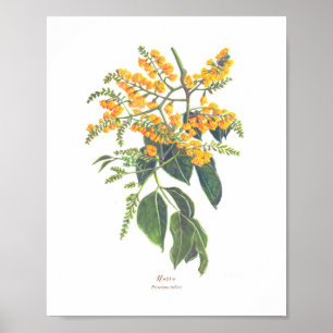 Narra (Pterocarpus indicus) Ph Forest Blooms Poster