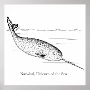 Narwal Wal Einhorn des Meeres Poster