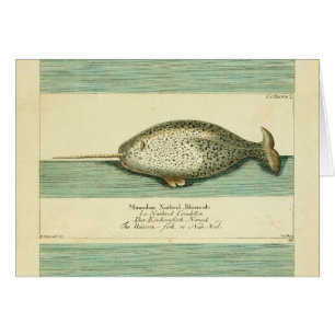 Narwhal Antique Whale Aquarellmalerei