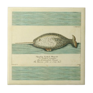 Narwhal Antique Whale Aquarellmalerei Fliese