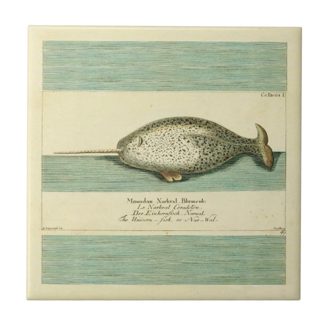Narwhal Antique Whale Watercolor Wissenschaftliche Fliese (Vorderseite)