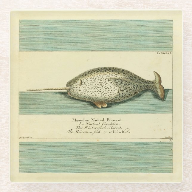 Narwhal Antique Whale Watercolor Wissenschaftliche Glasuntersetzer (Vorderseite)