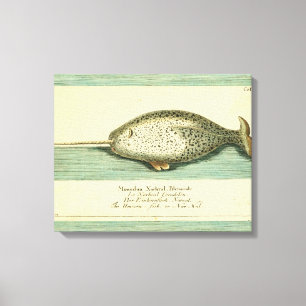 Narwhal Antique Whale Watercolor Wissenschaftliche Leinwanddruck