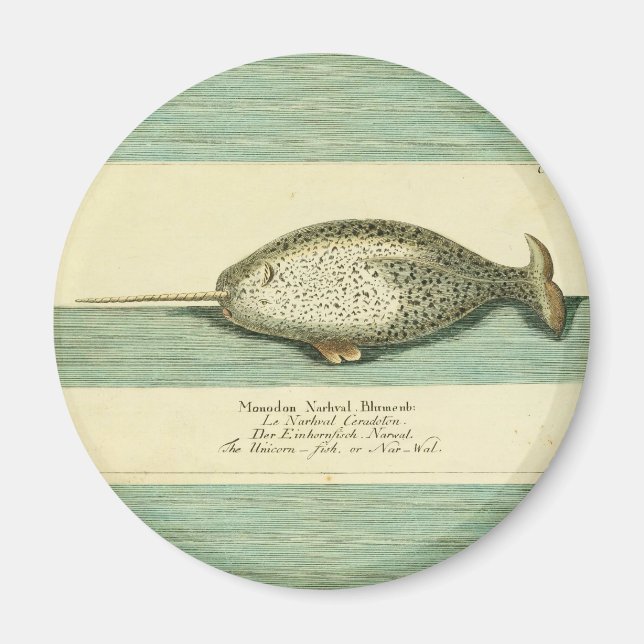 Narwhal Antique Whale Watercolor Wissenschaftliche Magnet (Vorne)