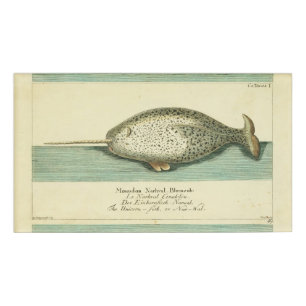 Narwhal Antique Whale Watercolor Wissenschaftliche Namenschild