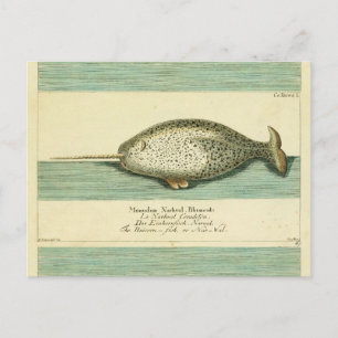 Narwhal Antique Whale Watercolor Wissenschaftliche Postkarte