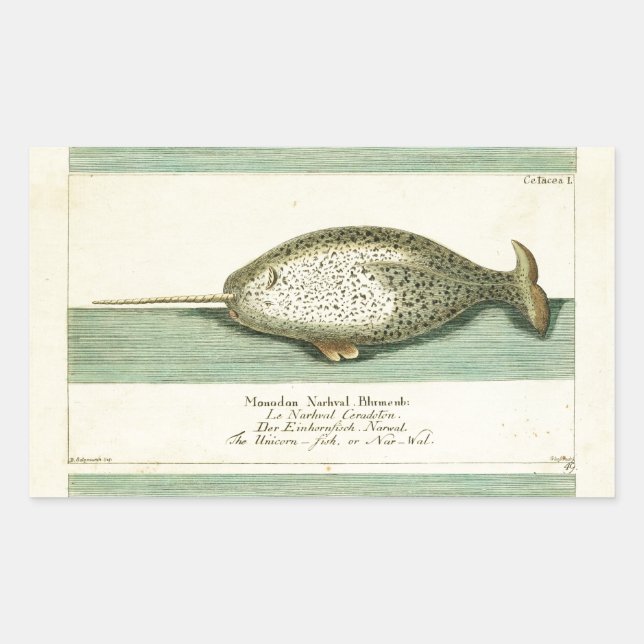 Narwhal Antique Whale Watercolor Wissenschaftliche Rechteckiger Aufkleber (Vorderseite)