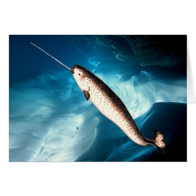 Narwhal Karte (Vorderseite (Horizontal))