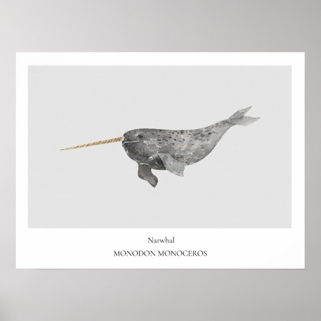 Narwhal Natural History Poster (Vorne)