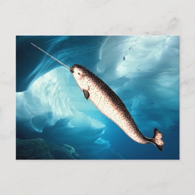 Narwhal Postcards Postkarte (Vorderseite)