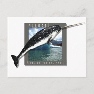 Narwhal Postkarte