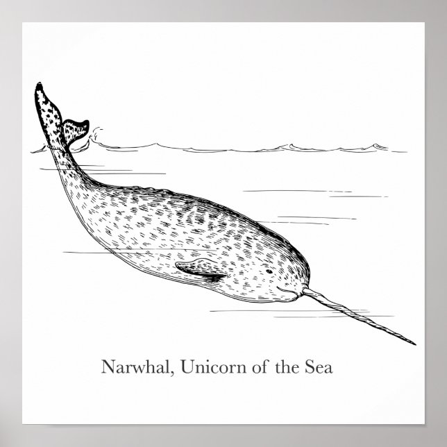 Narwhal Whale Einhorn des Meeres Poster (Vorne)