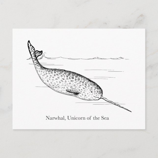 Narwhal Whale Einhorn des Meeres Postkarte (Vorderseite)