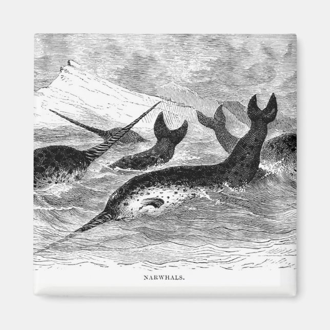 Narwhals Magnet (Vorne)