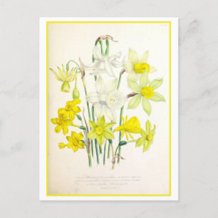 Narzisse Botanische Illustration Vintag Postkarte