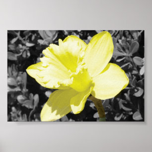 Narzisse in der Blüte Poster