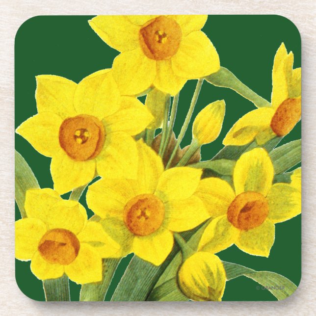Narzisse (N Tazetta) Untersetzer (Vorderseite)