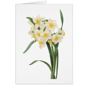 Narzisse (Narcissus tazetta) von Redouté