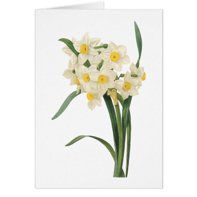 Narzisse (Narcissus tazetta) von Redouté (Vorne)