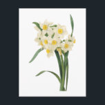 Narzisse (Narcissus tazetta) von Redouté Postkarte<br><div class="desc">Pierre-Joseph Redouté (10. Juli 1759 in Saint-Hubert, Belgien - 19. Juni 1840 in Paris), war ein belgischer Maler und Botaniker, bekannt für seine Aquarellen von Rose, Lilien und anderen Blume im Malmaison. Er hieß "Das Raphael der Blume". Er war eine offizielle Hofkünstlerin von Königin Marie Antoinette, und er malte weiter...</div>