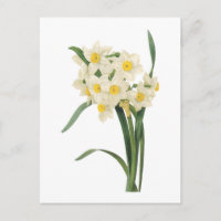 Narzisse (Narcissus tazetta) von Redouté