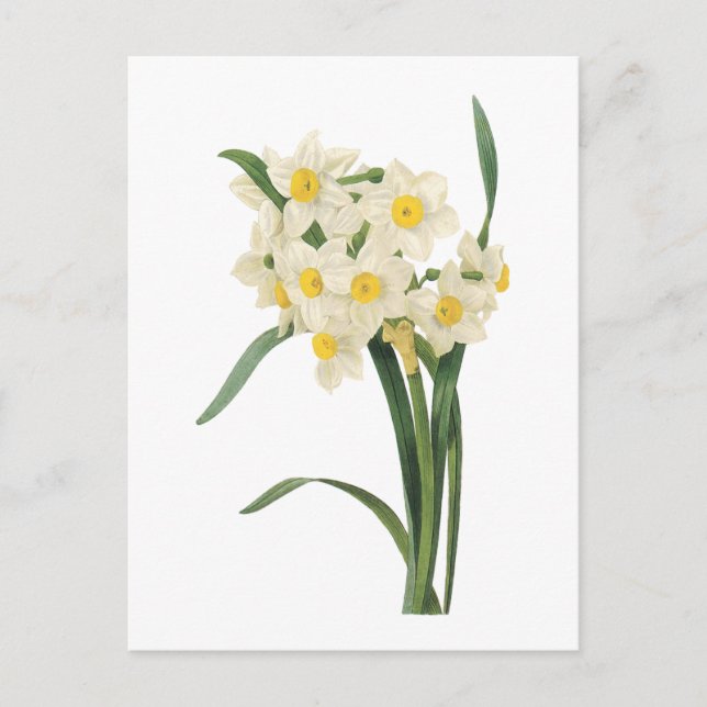 Narzisse (Narcissus tazetta) von Redouté Postkarte (Vorderseite)