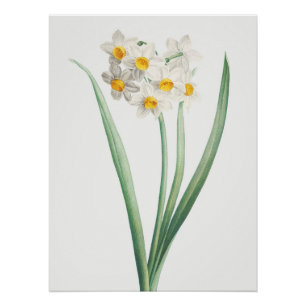 Narzisse, Pierre-Joseph Redouté, 1805 Poster