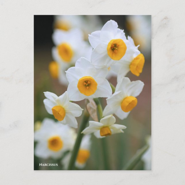 Narzisse [Postkarte] Postkarte (Vorderseite)