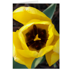 Narzissen-Benommenheit