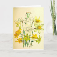 Narzissen-Blumen-Beileids-Karte