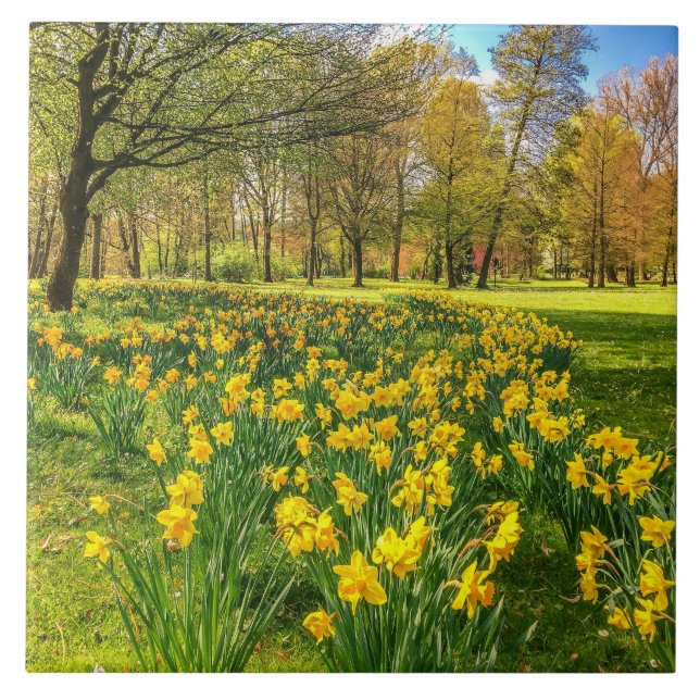 Narzissen Fliese (Vorderseite)