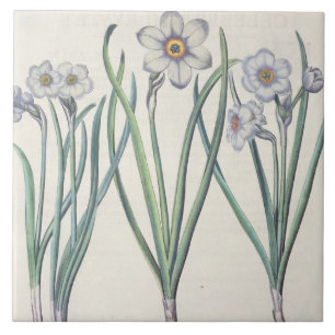 Narzissen: maximus 1.Narcissus medio purpureus; Fliese