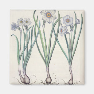 Narzissen: maximus 1.Narcissus medio purpureus; Magnet