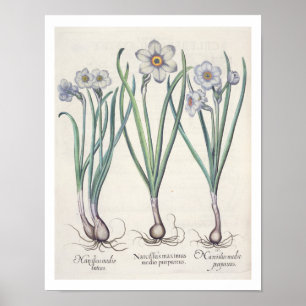 Narzissen: maximus 1.Narcissus medio purpureus; Poster