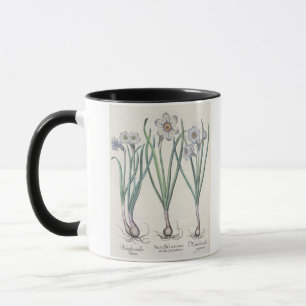 Narzissen: maximus 1.Narcissus medio purpureus; Tasse