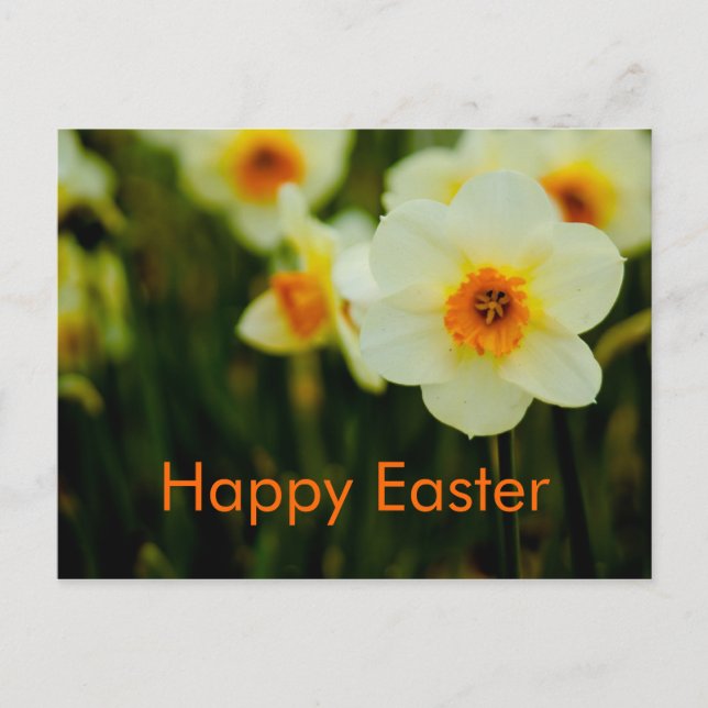 Narzissen  • Ostern-Postkarte Feiertagspostkarte (Vorderseite)